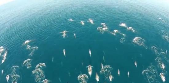 无人机从空中直击上千只海豚大奔逃