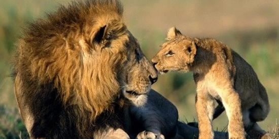“猫科艾滋病毒”在狮子间流行