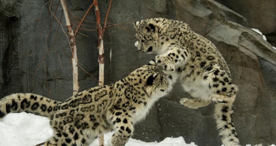 美国纽约市中央公园两只雪豹在雪地里玩耍打闹