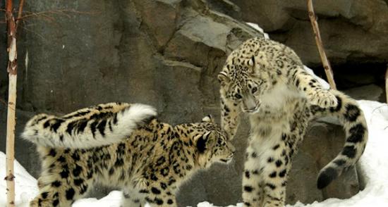 美国纽约市中央公园两只雪豹在雪地里玩耍打闹
