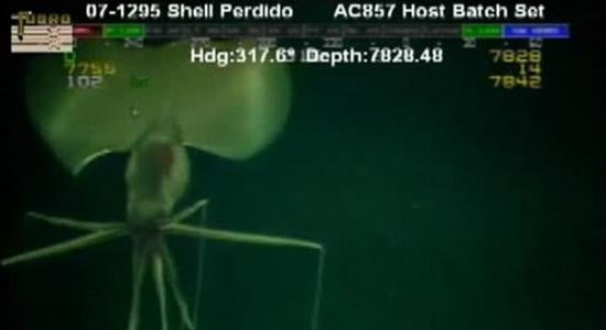2007年11月，壳牌公司远程水下设备ROV在墨西哥湾海底2377米深处探测到一只长臂乌贼