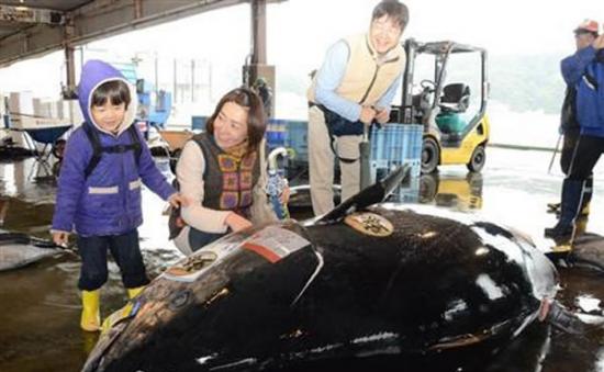 日本渔民在和歌山县那智胜浦町的胜浦渔港捕获一条巨型蓝鳍金枪鱼