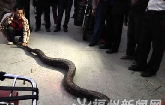 福州闽侯半山腰抓到一条3.5米大蟒蛇