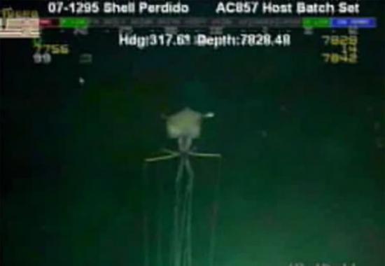 摄像机在美国墨西哥湾水下2134米处拍摄到8米长巨型乌贼