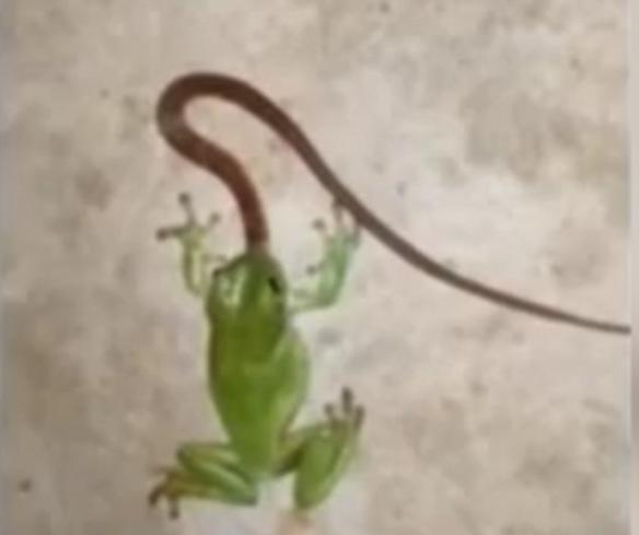 澳洲男子看见树蛙吃小蛇后施救