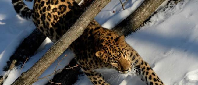 俄罗斯滨海边疆区“豹之乡”国家公园计划向朝鲜提议共同研究远东豹