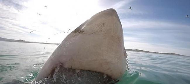 南非杭斯拜“亲切”大白鲨 咧嘴亮巨口尖牙打招呼