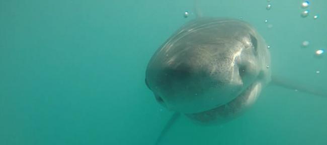 南非杭斯拜“亲切”大白鲨 咧嘴亮巨口尖牙打招呼