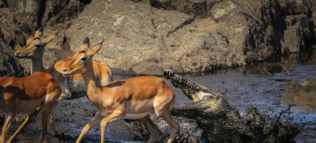 摄影师抓拍南非克鲁格国家公园黑斑羚遭鳄鱼突袭画面