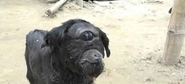 印度东北部阿萨姆省村庄诞生一只罹患“独眼畸形症”的黑色小羊