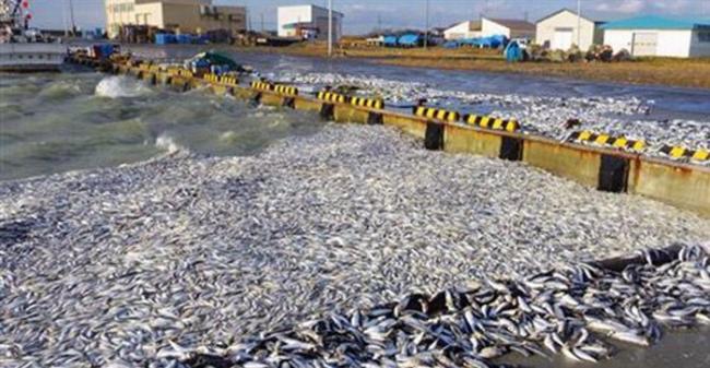日本北海道鹉川町的海面漂来大量死沙丁鱼
