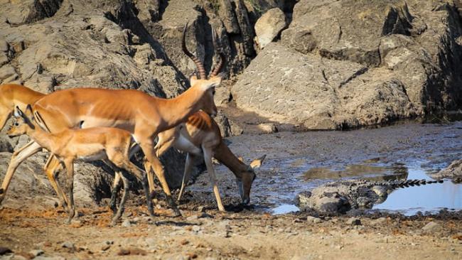 摄影师抓拍南非克鲁格国家公园黑斑羚遭鳄鱼突袭画面