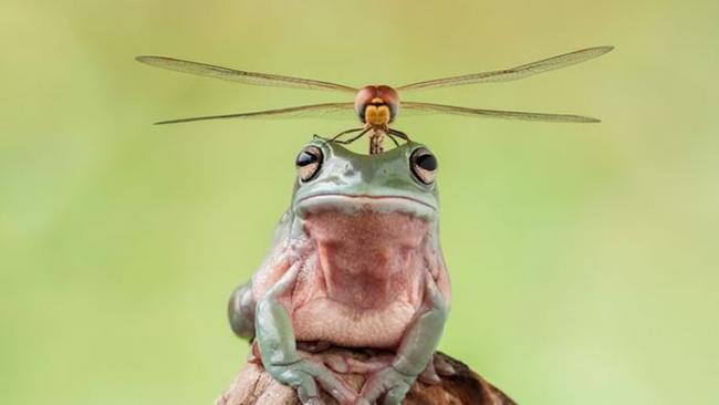 印度尼西亚Lessy Sebastian在自家花园捕捉到蜻蜓栖息在青蛙头顶画面 像一架直升机