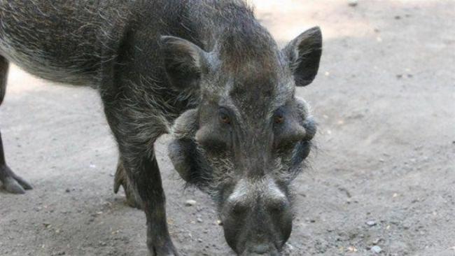 爪哇疣猪被称为“世上是最丑陋的猪”。