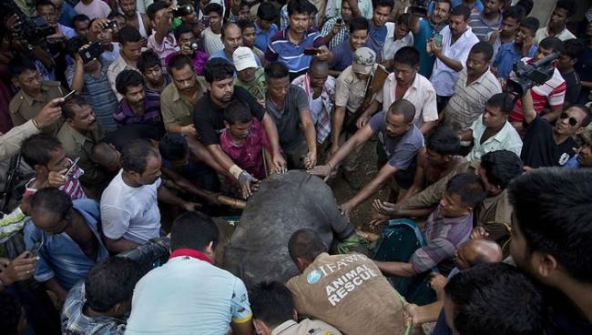 印度卡济兰加国家公园17头独角犀牛宝宝惨遭溺毙 村民划船抢救