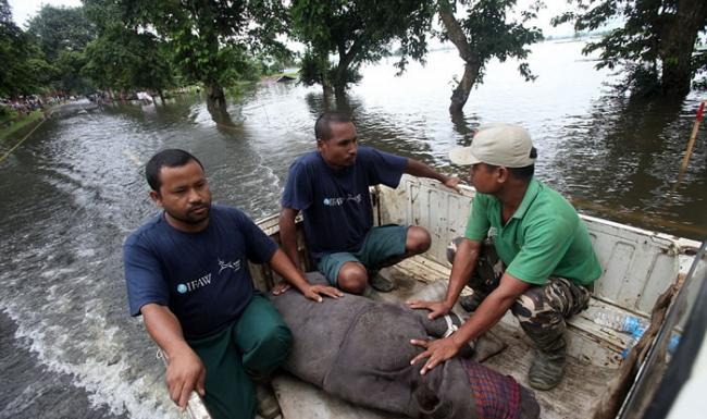 印度卡济兰加国家公园17头独角犀牛宝宝惨遭溺毙 村民划船抢救