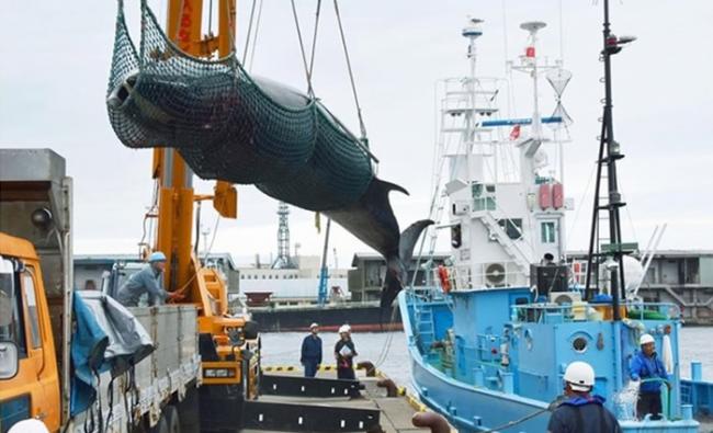 日本捕杀的鲸鱼以非濒危的小须鲸和南极小须鲸为主。