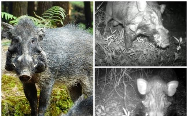研究人员拍摄到爪哇疣猪踪影（右上下图）。