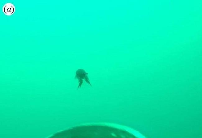 南美洲福克兰群岛深海7厘米长小龙虾挥钳击退巴布亚企鹅
