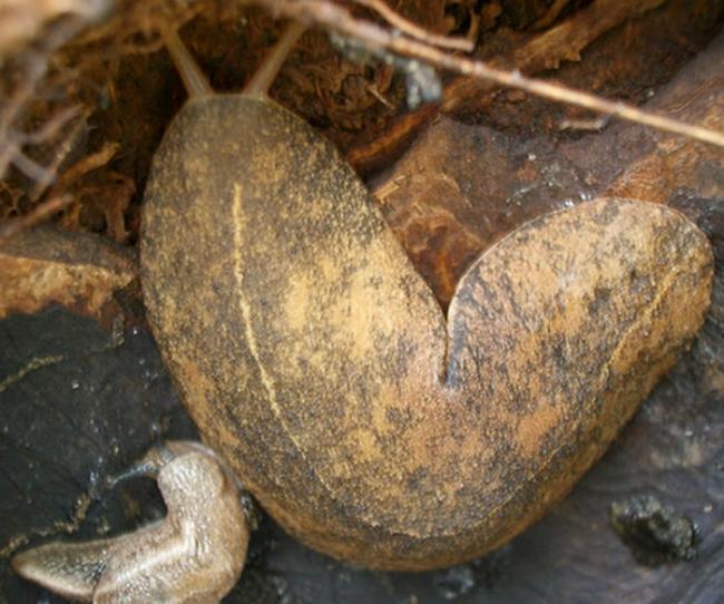 夏威夷2007年至2015年共42起「广东住血线虫」（Angiostrongylus cantonensis）感染事件。