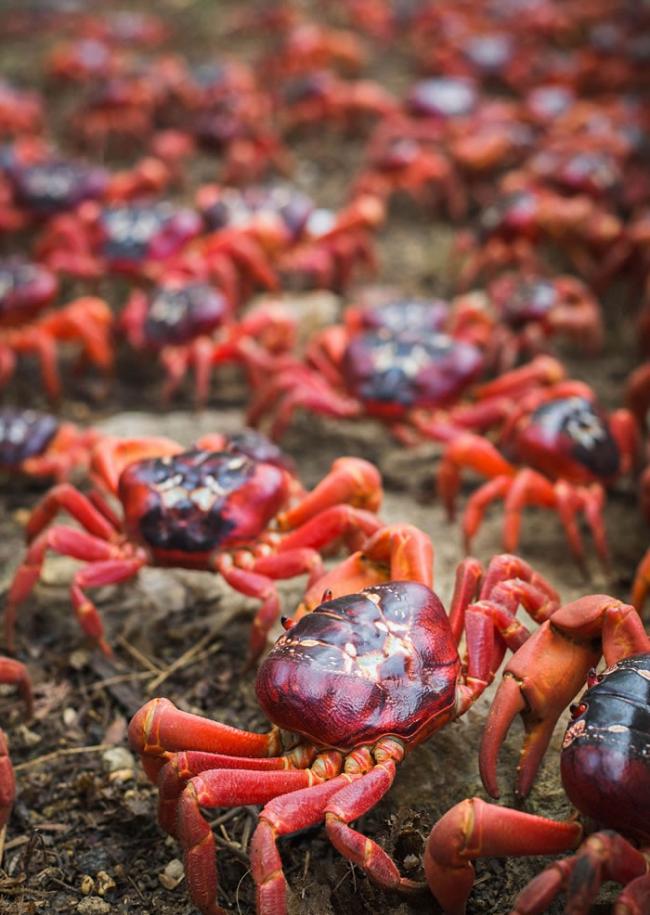 印度洋东北部澳大利亚圣诞岛迎来数百万只红蟹一年一度的大迁徙