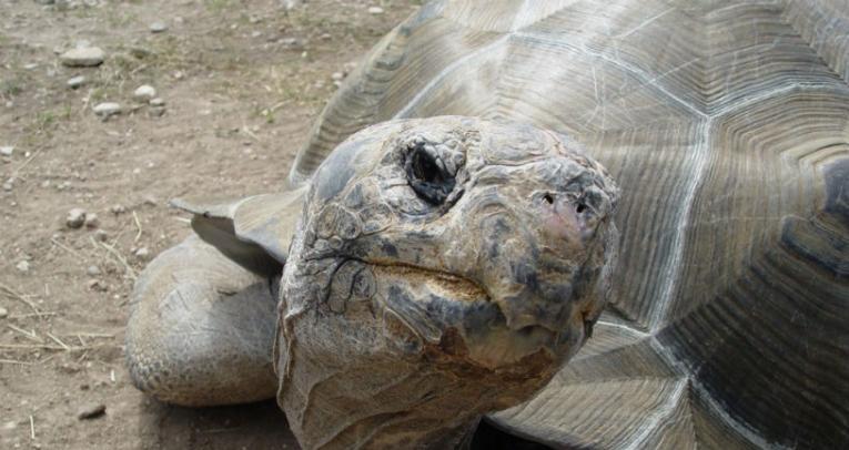 厄瓜多尔的加拉帕戈斯群岛灭鼠救巨龟