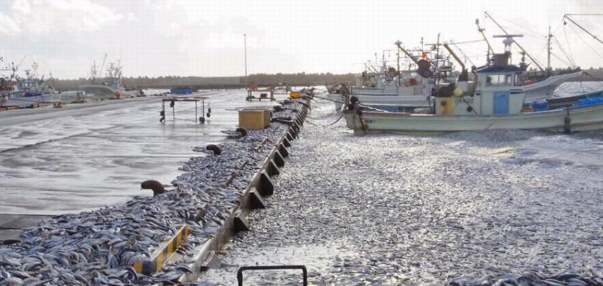 日本北海道鹉川町的海面漂来大量死沙丁鱼