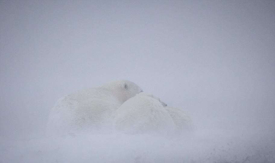澳大利亚摄影师在阿拉斯加州拍下北极熊母子为抵御猛烈暴风雪环抱取暖
