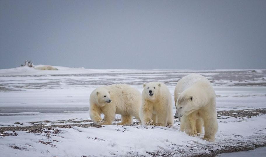 澳大利亚摄影师在阿拉斯加州拍下北极熊母子为抵御猛烈暴风雪环抱取暖