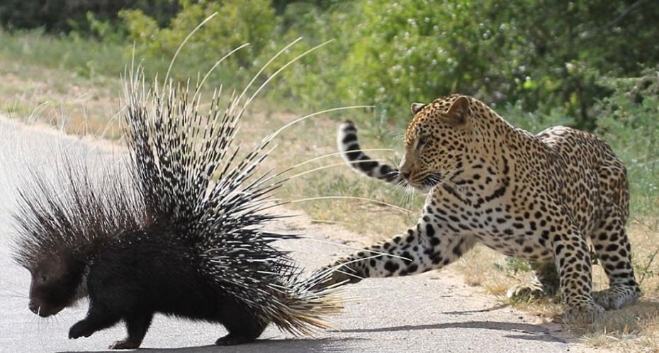 南非克鲁格国家公园内一只花豹试图捕食一只全身长刺的豪猪。