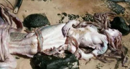 澳大利亚大堡礁发现“美人鱼”尸体