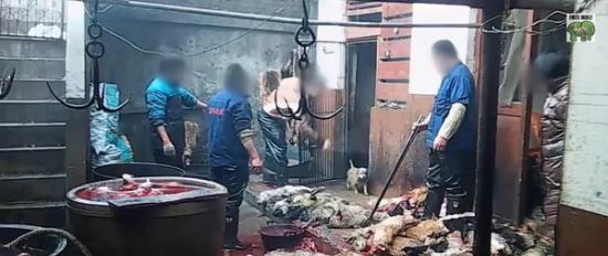 PETA Asia（亚洲善待动物组织）卧底调查中国狗皮工厂揭露残酷制皮过程