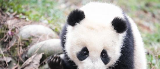 拯救熊猫也可以帮助其它生活在同一栖息地的动物？