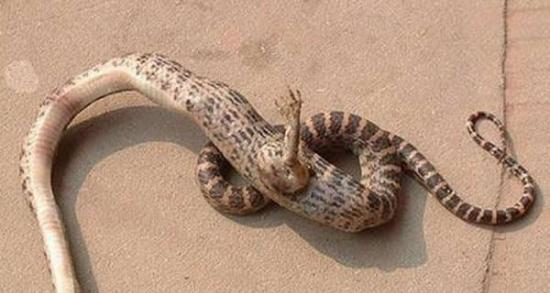 中国妇女发现一条长爪子的蛇