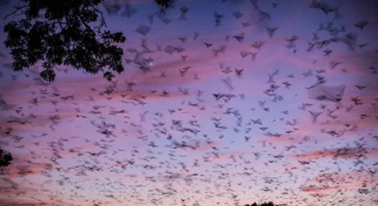 赞比亚百万蝙蝠迁徙的壮观场景