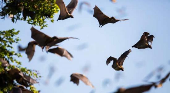赞比亚百万蝙蝠迁徙的壮观场景