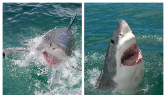 南非莫塞尔湾大白鲨破水而出吓坏鲨笼潜水者