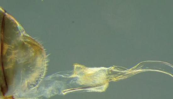 Neotrogla雌虫拥有类似阴茎的器官，可用来跟拥有类阴道的雄虫交配。