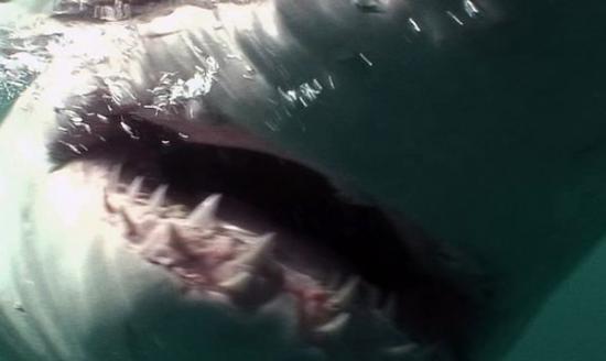 相机意外拍下鲨鱼张开血盆大口的一刻。