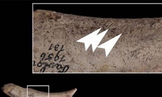 骸骨的切割痕迹显示，旧石器时代人类曾大规模捕杀长毛象。