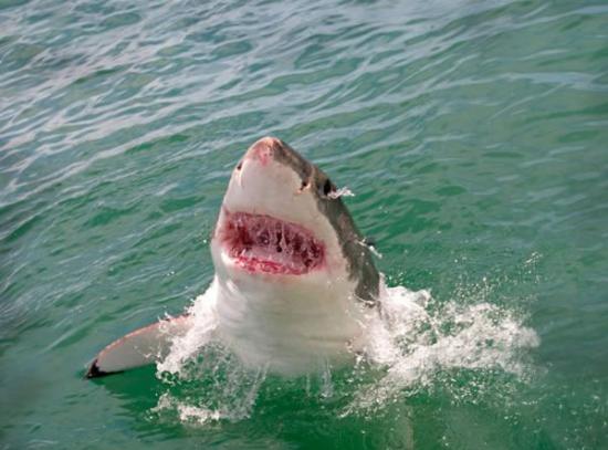 南非莫塞尔湾大白鲨破水而出吓坏鲨笼潜水者