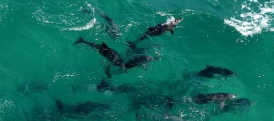 鲨群追噬多条海豚