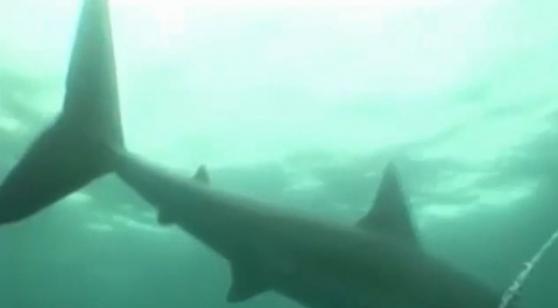 鲨鱼游开后，镜头留下一条长刮痕。