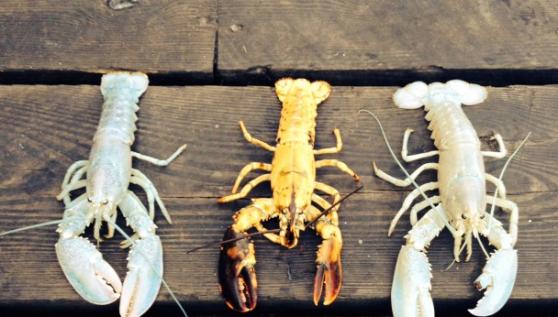 美国缅因州捕龙虾渔人在一星期内抓到两只极罕有的白化龙虾