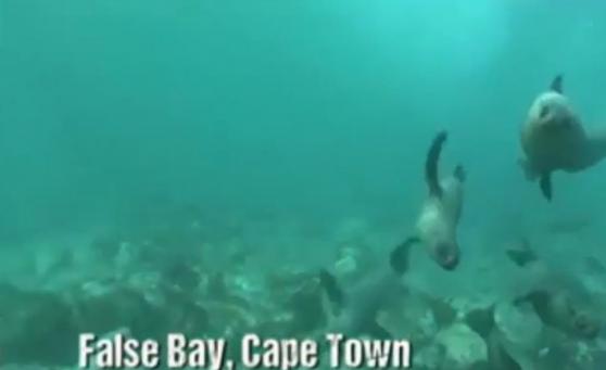 相机同时拍下其他海底生物结队畅泳的画面。