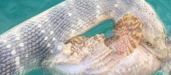 澳洲鱼叉猎鱼比赛冠军拍到分别带有剧毒的海蛇跟石头鱼互咬的罕见画面