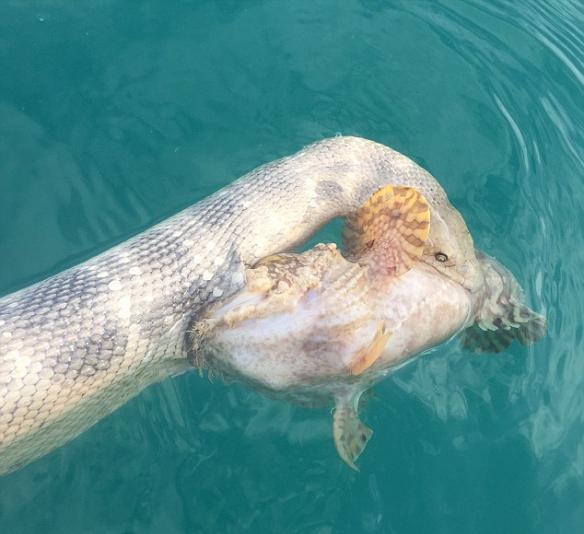 澳洲鱼叉猎鱼比赛冠军拍到分别带有剧毒的海蛇跟石头鱼互咬的罕见画面