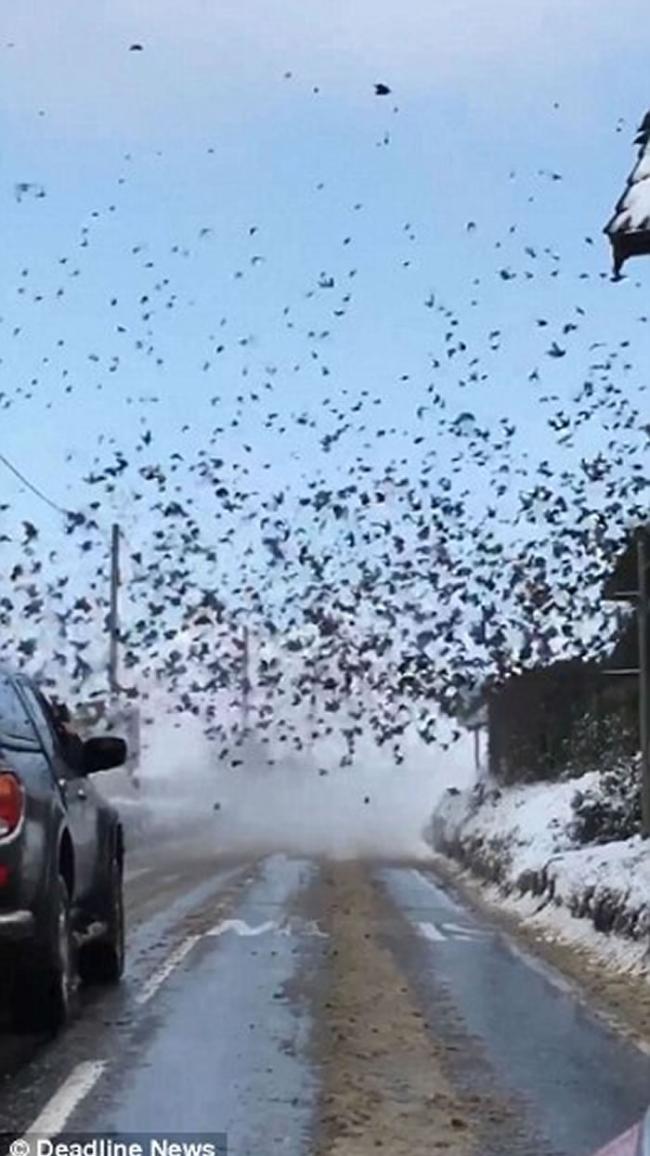 英国英格兰诺福克郡椋鸟空群而出遮天蔽日 如黑白恐怖片