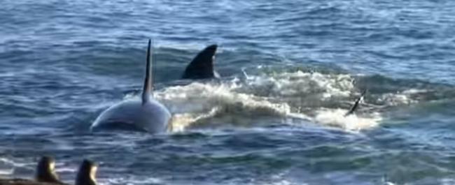 阿根廷南部瓦尔德斯半岛有摄影师拍摄到杀人鲸冲上海滩猎杀海狮的影片