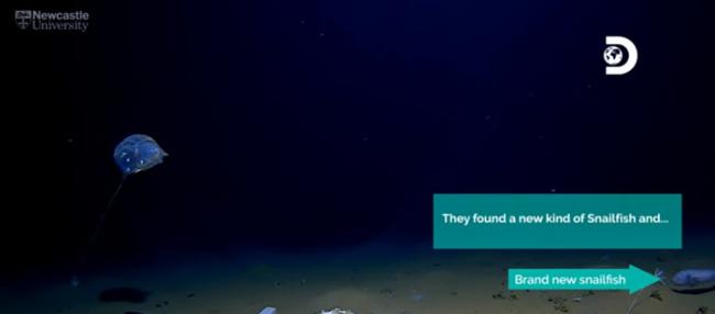 美国潜水团队在印度洋7192公尺深爪哇海沟拍摄到透明凝胶状新物种水母